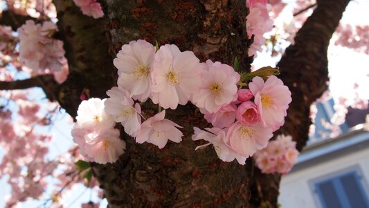 Cherry blossoms pink spring
