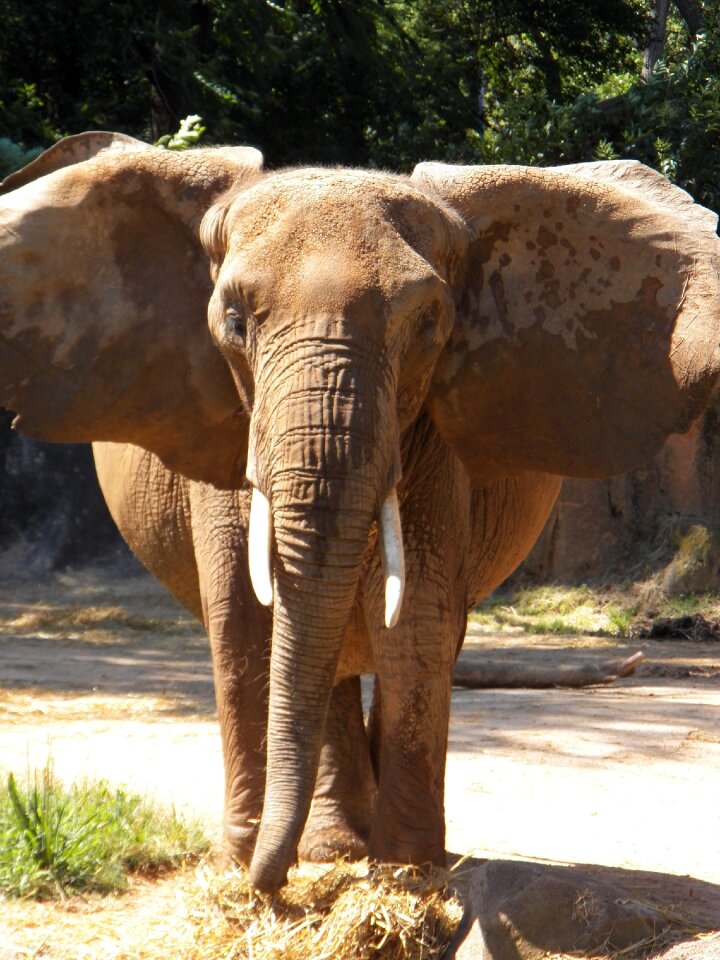 Africa nature safari