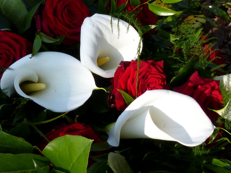 Bloom nature flower