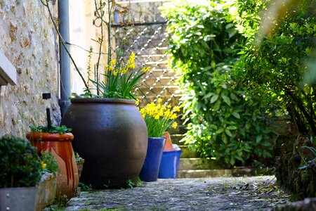 Plant pots shady courtyard