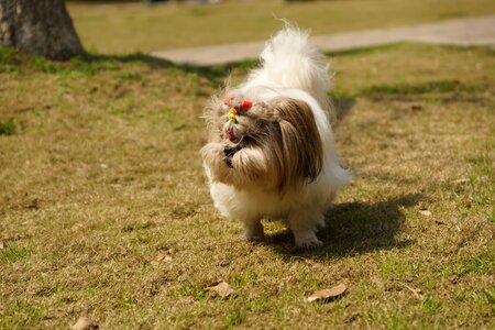 Dog grassland positive