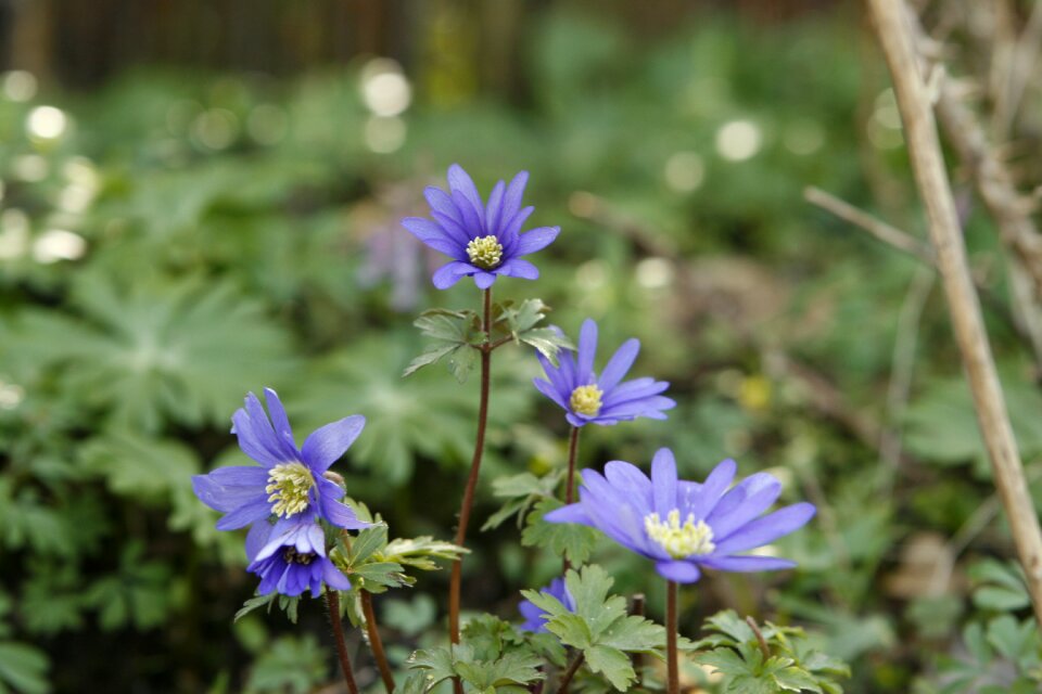 Anemone blossom