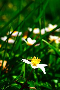 Blossom bloom wild flower