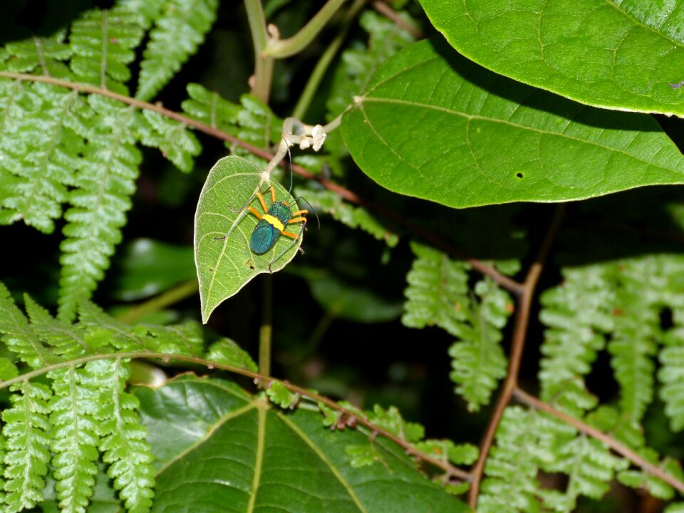 Tropical rainforest landscape photo