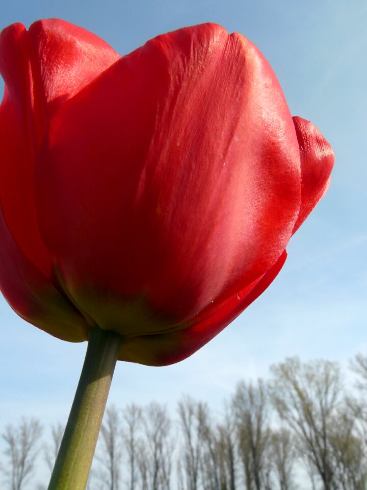 Blossom bloom flower
