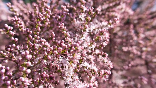 Tree spring bloom photo