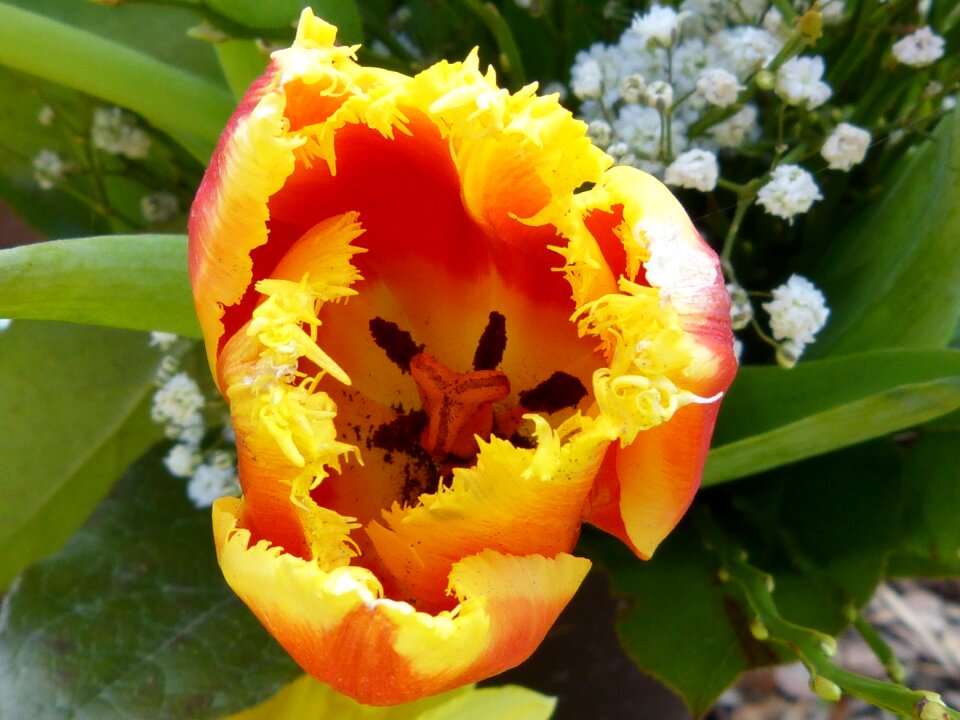 Bloom nature flower