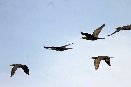 Fly ecology tropical birds photo