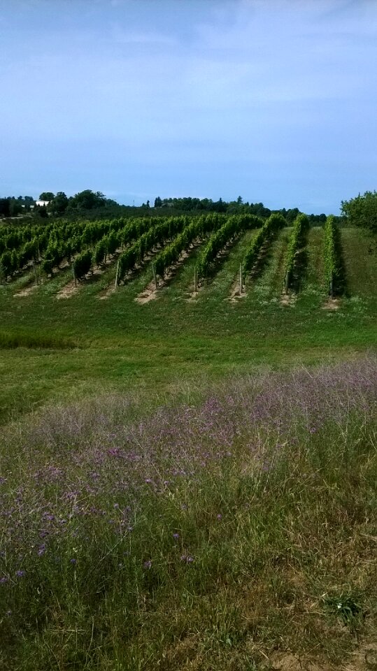 Rural wine country