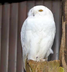 Enclosure animal white