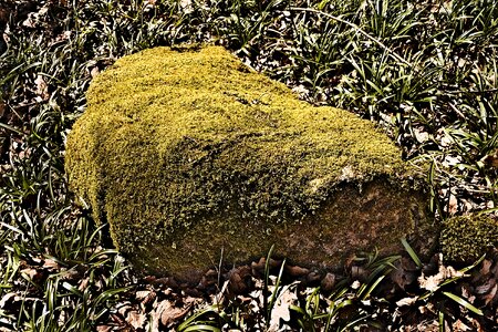 Foam grass under wood