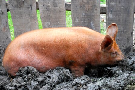 Livestock piglet piggy photo