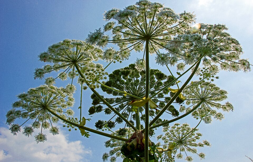 Plant nature flowers