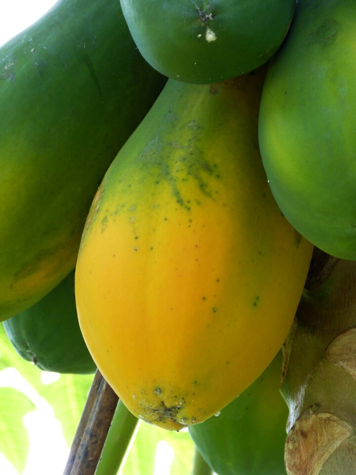 Tropics fruit healthy