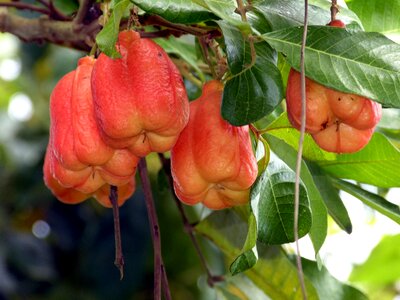 South america tropics fruit