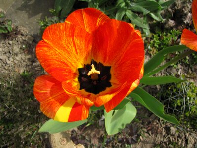 Flowers close up orange tulips photo