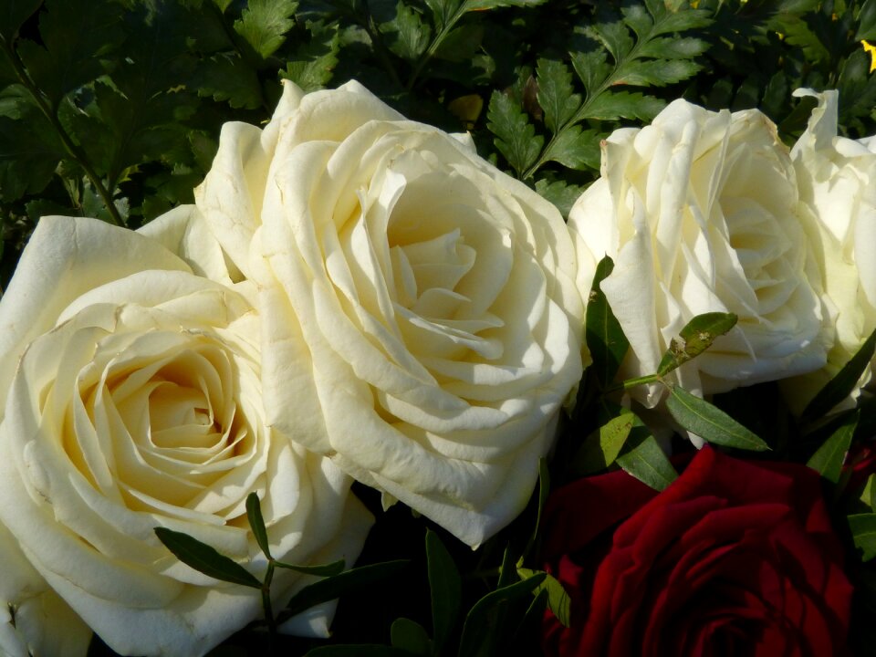 Bloom nature flower
