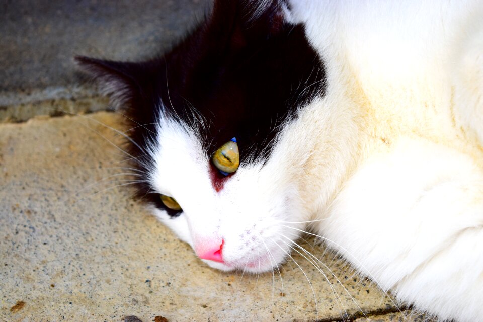 White black animal