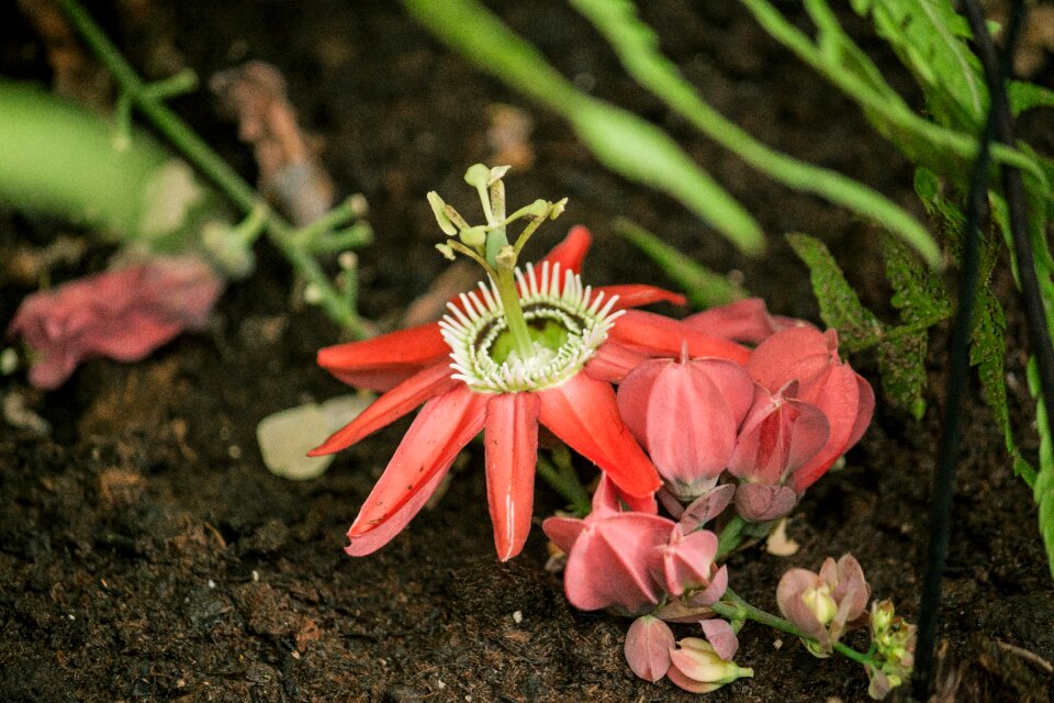 Tropic flower