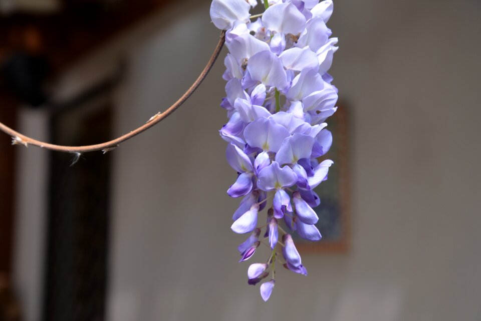 Flower violet purple