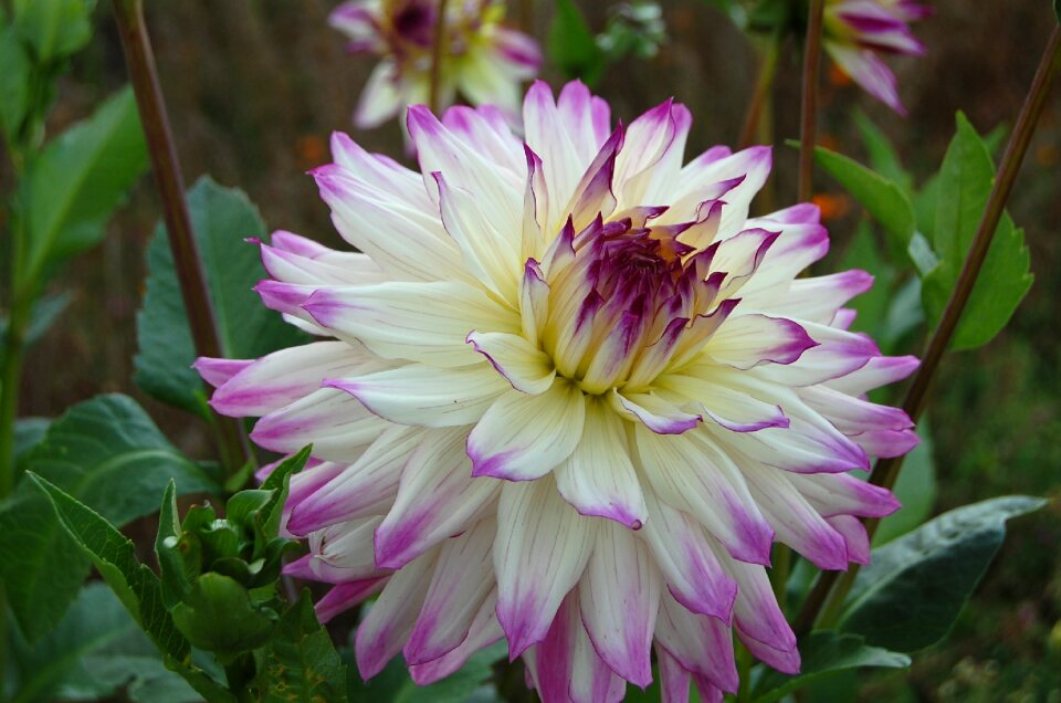 Yellow plant flower