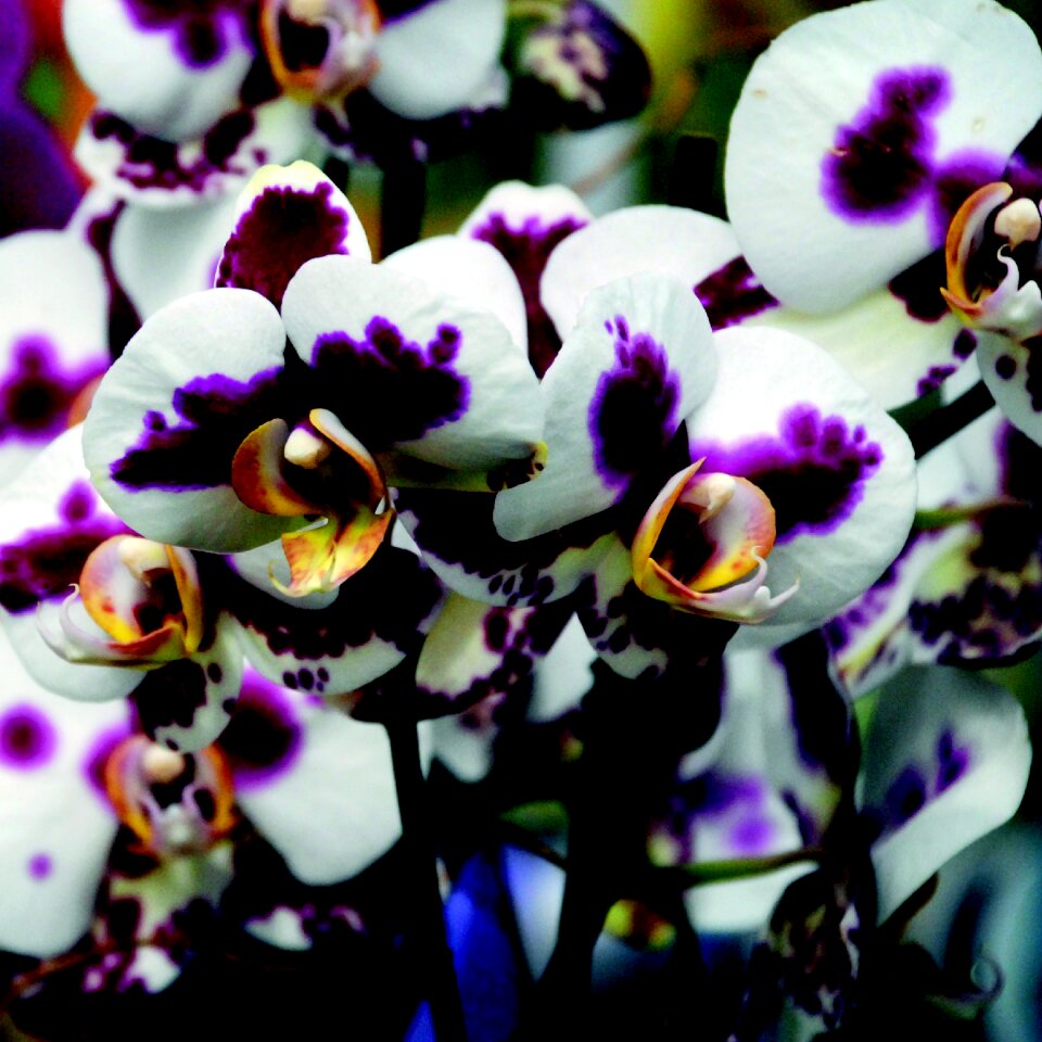 Flower blossom bloom