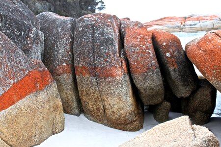 Australia ocean lichen photo