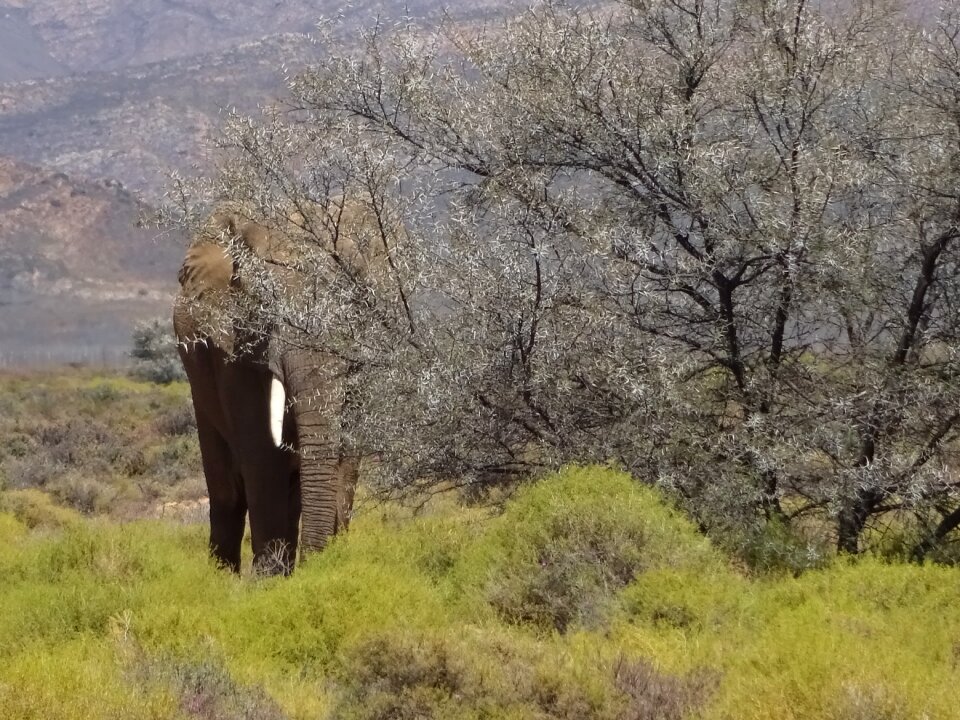 Elephant pachyderm fauna