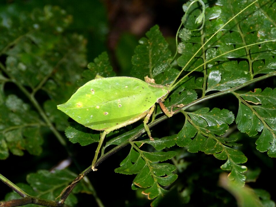 Central america south america tropical
