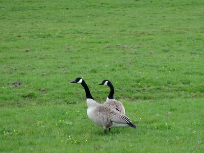 Bird nature animal photo