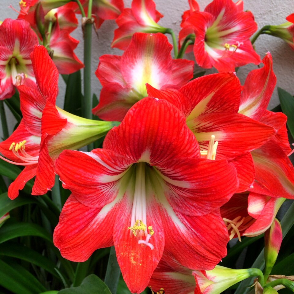 Garden pollen floral