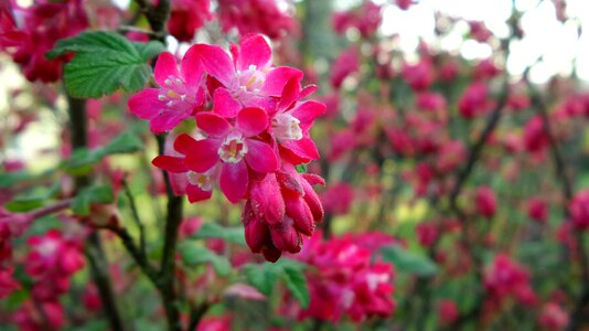 Close up plant red