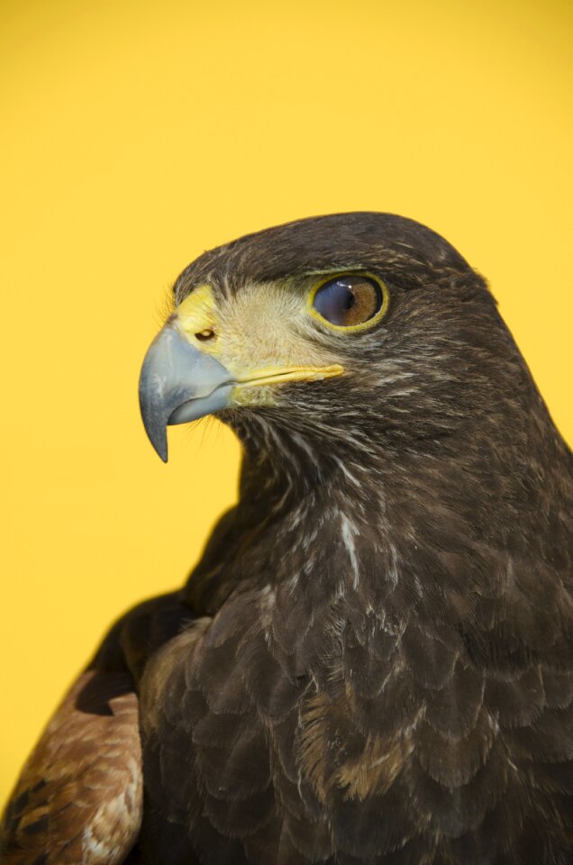 Birds of prey animals bird