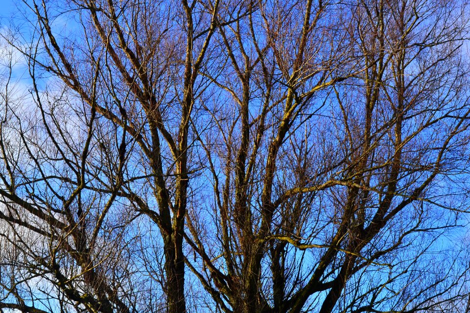 Branches nature autumn gold