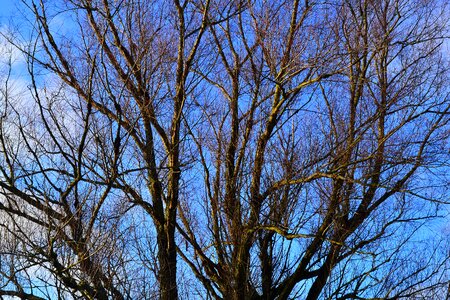 Branches nature autumn gold