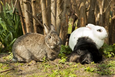 Garden pet brown rabbit