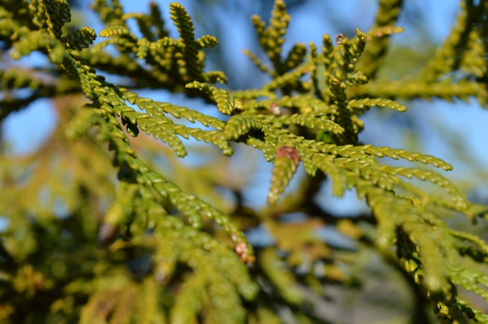 Nature forest evergreen