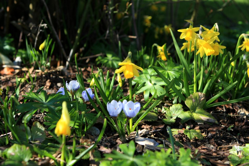 Dandelions crocus