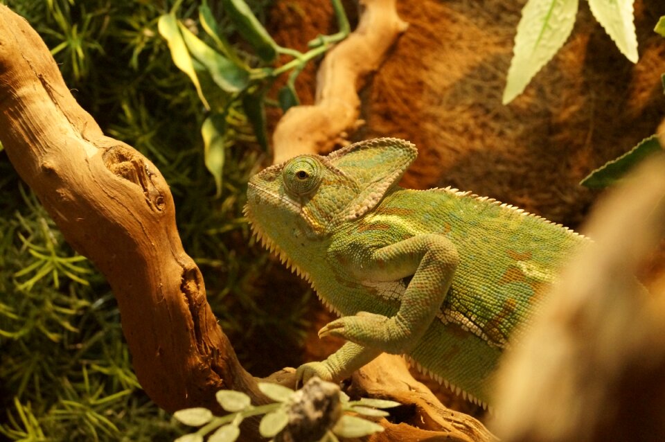 Animal tropical reptile photo