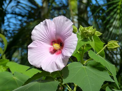South america tropics hibiscus photo