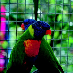 Plumage feather parrots photo