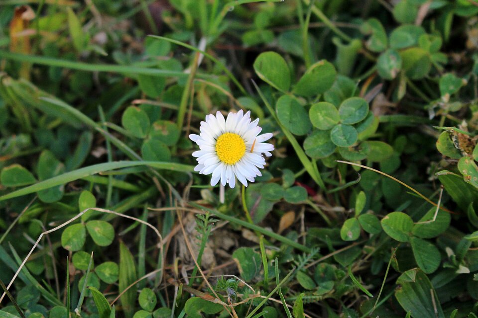 Flower daisy close up