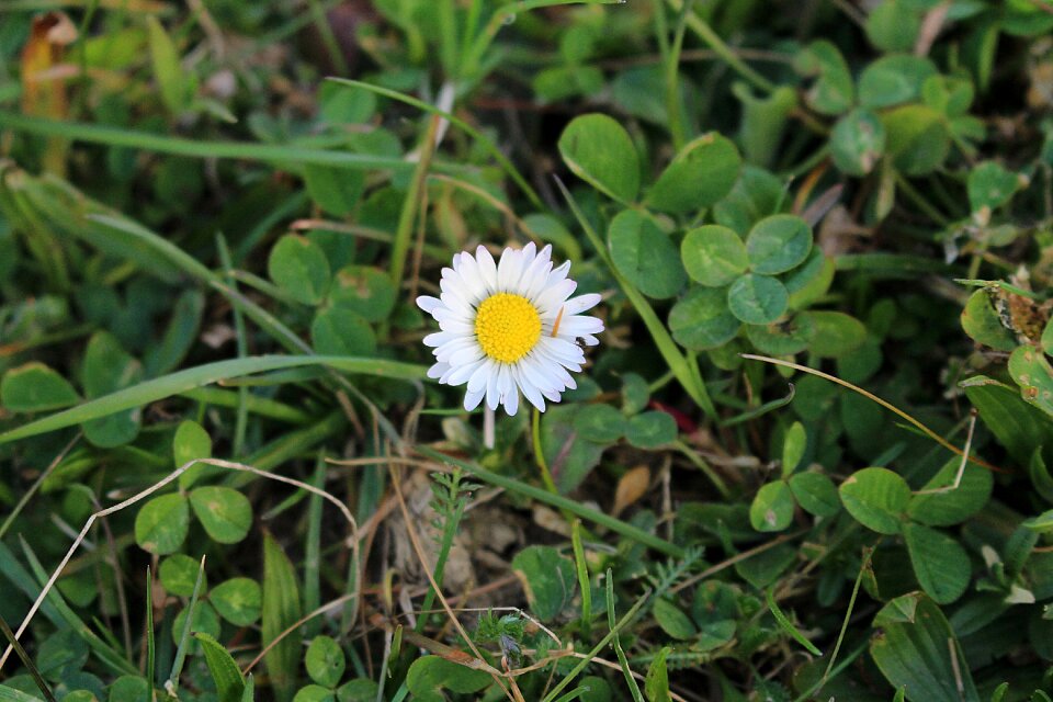 Flower daisy close up photo