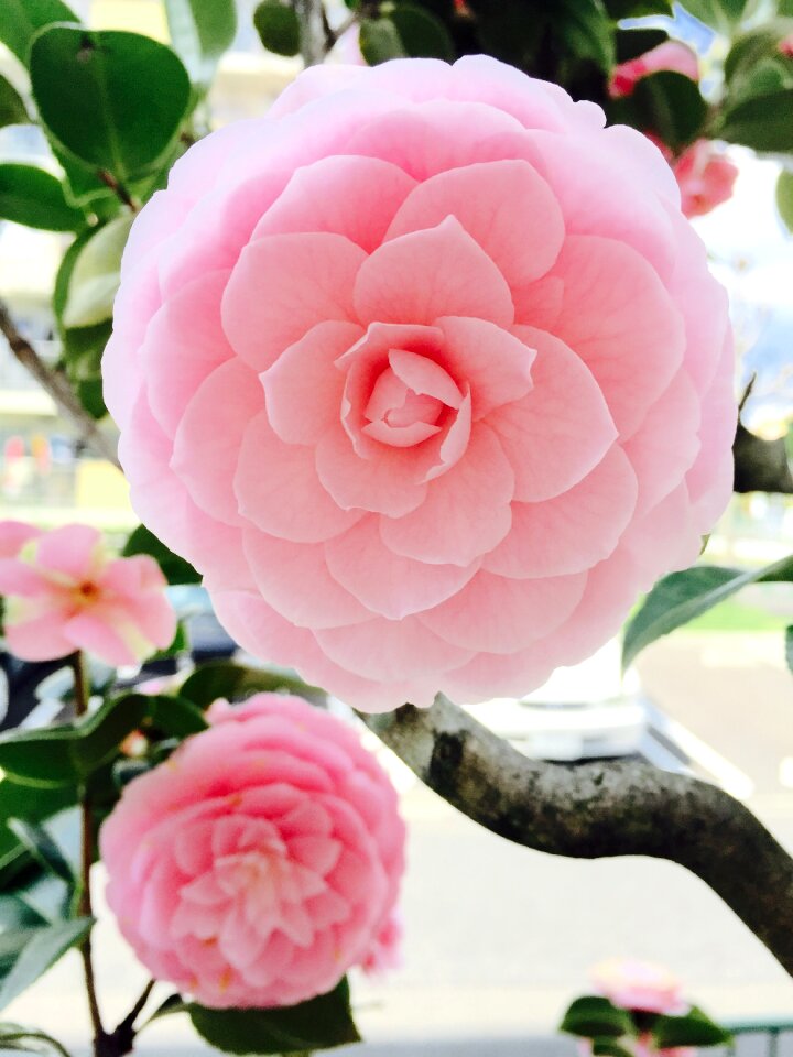 Nature rosa spring