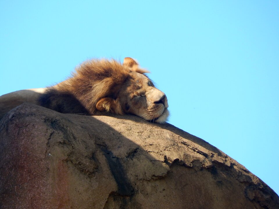 Animal wild africa photo