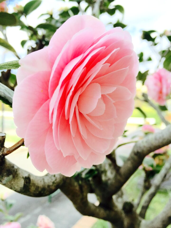 Rosa nature flower