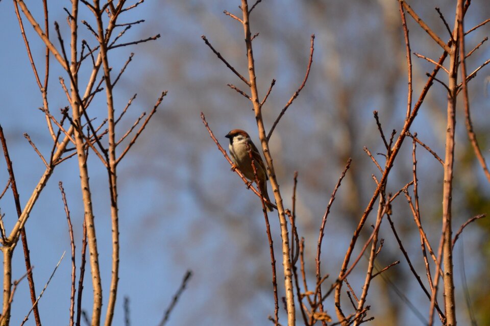 Bird nature plumage