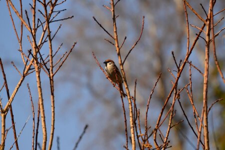 Bird nature plumage photo