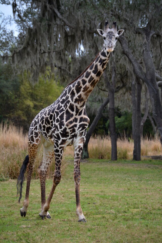 Animal wildlife mammal