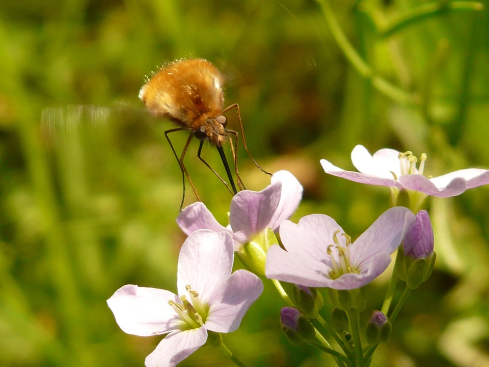 Bombyliidae fly diptera